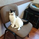 Rozstrzygnięcie konkursu na Najlepszego Opiekuna kotów w 2024 – „Dr Kot – program felinoterapii”